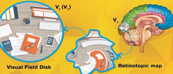 上纽大首席科学家成功构建首个视网膜拓扑投射图数学模型