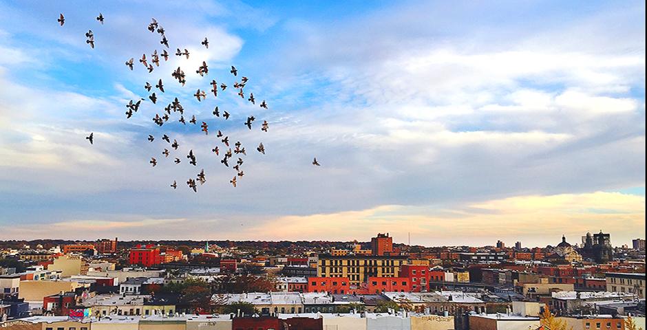 Shot on the rooftop of a building in Brooklyn, New York. A group of birds rotate in the November sky, while the dusk begins to shadow its color on the time-worn architecture. - Kejie Wang (New York)