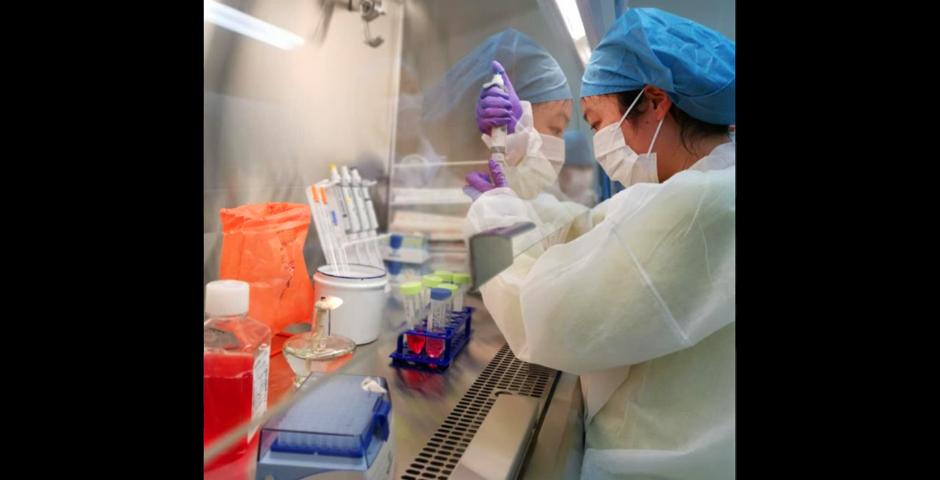 Students conducting live cell culturing in the biosafety cabinet.