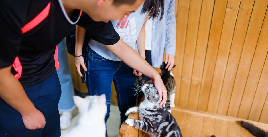 Students volunteered in an animal shelter run by the China Small Animal Protection Association (CSAPA).