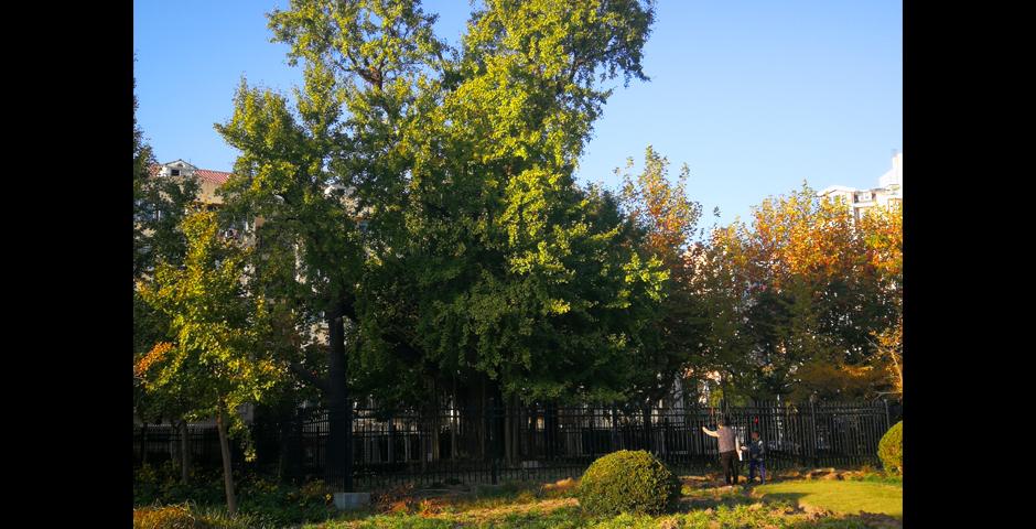 A 1300 year old gingko tree located in Jingnan Park. The ancient tree’s trunk was blackened in a fire, and nearly died when its access to groundwater was cut off during the construction of Yushan Road. The local community rallied together to save the tree, and the park was built in order to conserve it.