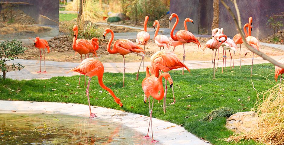 Students visited the Shanghai Zoo March 27 on a trip organized by Student Life. (Photos by: Dylan Crow)