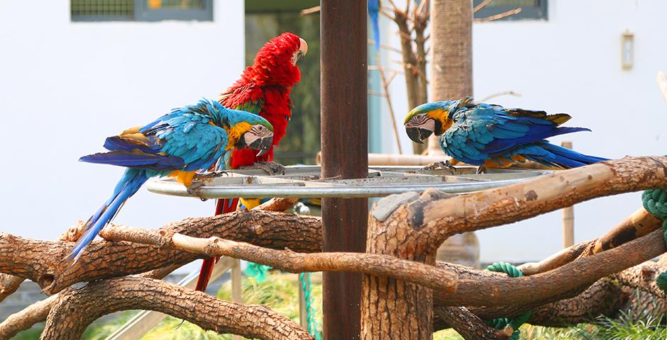 Students visited the Shanghai Zoo March 27 on a trip organized by Student Life. (Photos by: Dylan Crow)