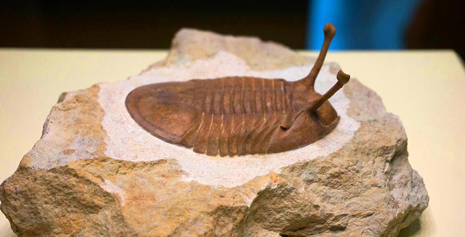 Foundation of Science students explored the Shanghai Natural History Museum, on a visit led by Professor David Fitch on May 17, and, earlier in the month, presented their Crystal Project work with instructors Lu Zhang, Wenshu Li and Lin Jin. (Photos by: NYU Shanghai)