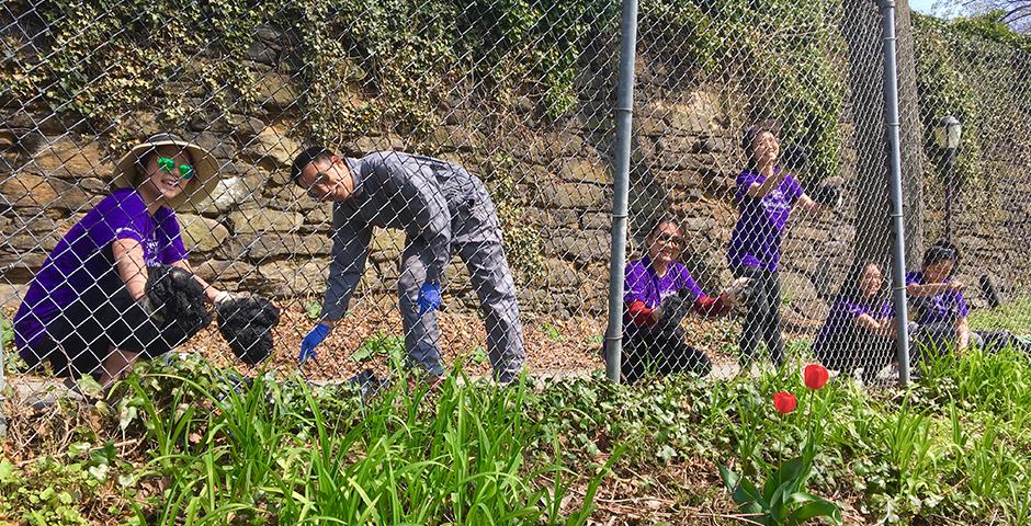 On behalf of NYU’s second annual Global Day of Service on April 28, a group of NYU Shanghai and NYU alumni helped with the revitalization a national landmark, New York City’s Fort Tryon Park. “It was amazing to be able to take a step back and appreciate nature while restoring one of the city’s gems.” said Mike Chen ‘17, Global Alumni Chair of NYU Shanghai.